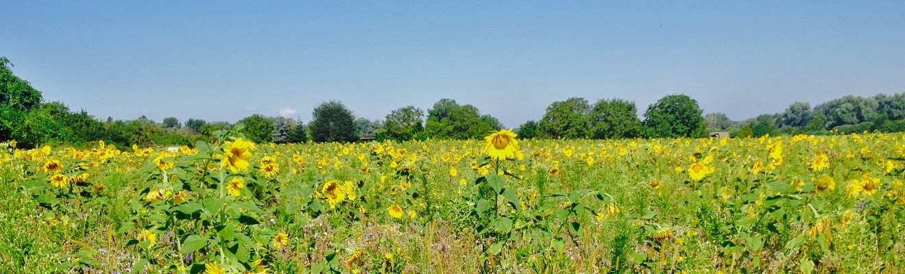 Sonnenblumen